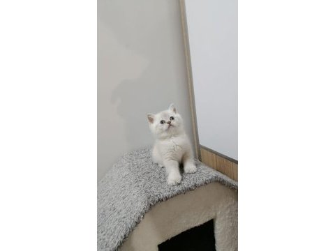 Point british shorthair kız kardeşler