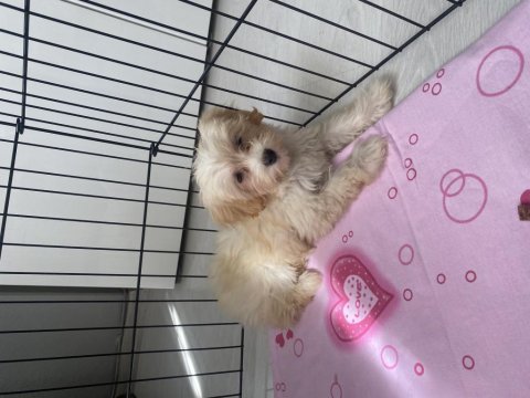 Yavru maltipoo