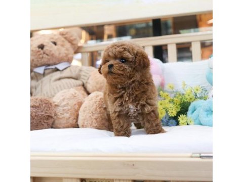 Kapıda ödemeli toy poodle bebeklerim