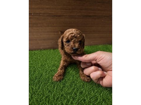 Toy poodle yavrular