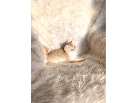 British shorthair golden ny11 erkek