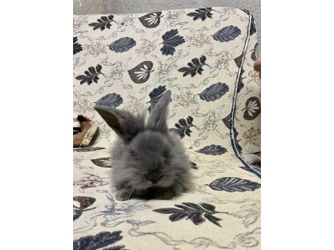 Yavru erkek mini lop tavşan