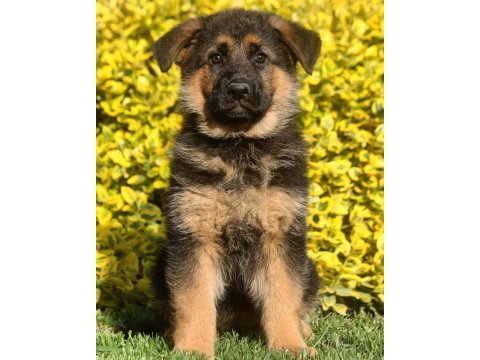 Alman çoban köpeği yavruları