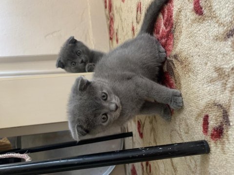 Scottish fold yavrular