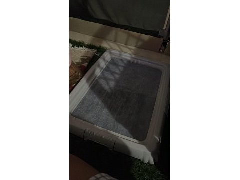 4 aylık poodle dişi