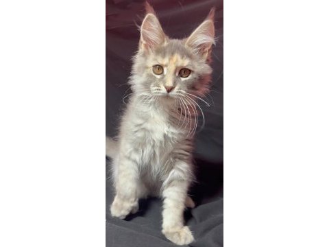 Full şecereli dişi maine coon yavrusu 3 buçuk aylık