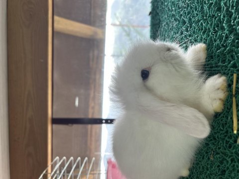 Hollanda lop tavşanı yavrusu