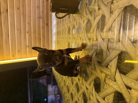 Özel pinscher yavrular