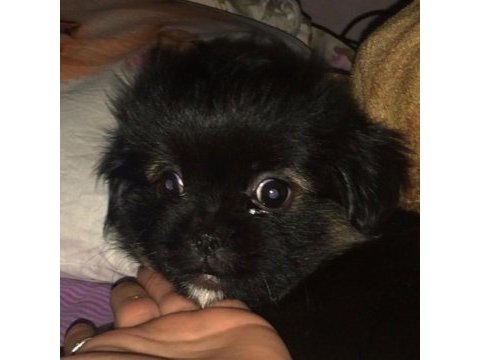 Çalıştığım için pekinez köpeğimiz