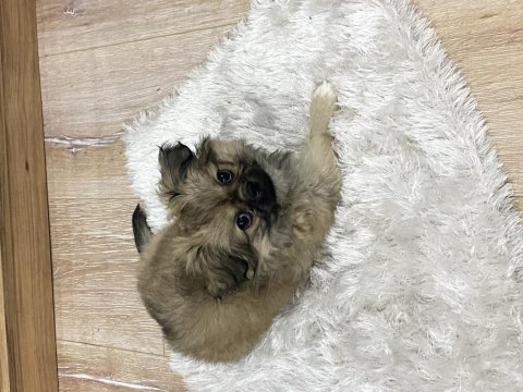 60 günlük pekinez kızımız