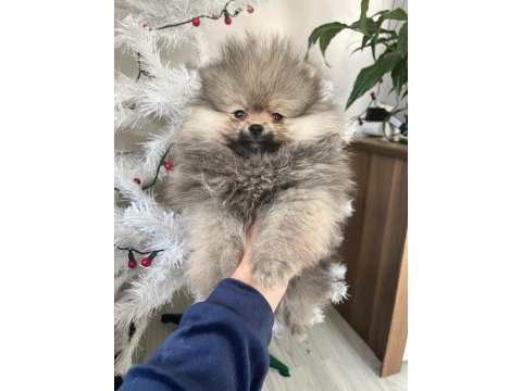 Orjinal pomeranian yavruları