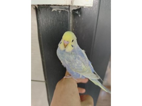 Rainbow muhabbet kuşu yavrular