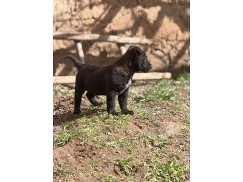 Koyu maskeli hırslı malinois yavrular