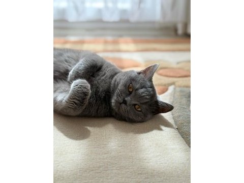 Sahiplendirilecek tatlı ve uysal akıllı kedimiz