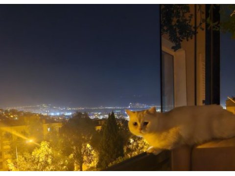 British shorthair pamuğa yeni yuva