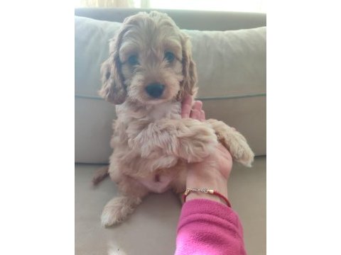 Antialerjenik cavapoo yavruları