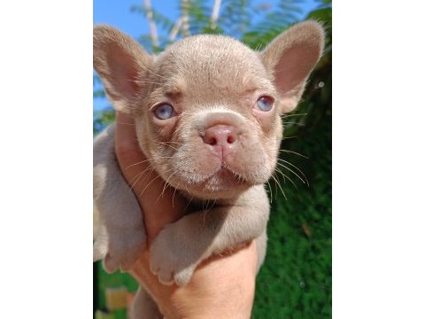 New shade isabella and tan dişi french bulldog yavrumuz