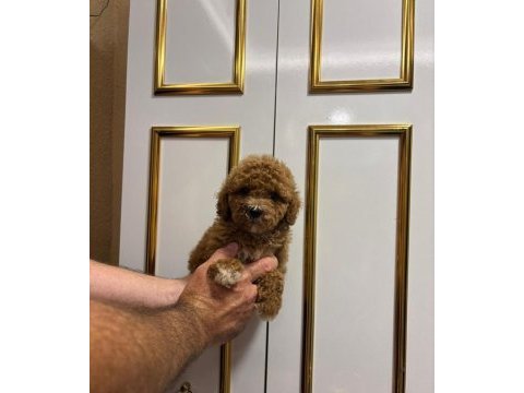 Dişi erkek toy poodle