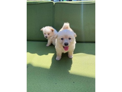Bayram şekeri samoyed bebekler (uygun)