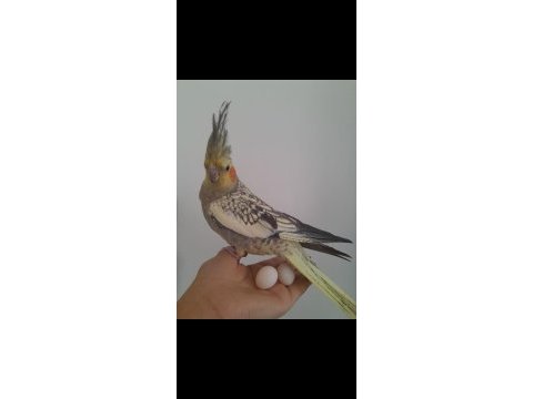 8 aylık dişi sultan papağanı