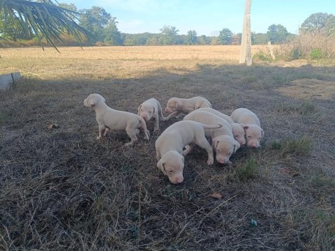 Albino doberman türkiyenin en seçkin köpekleri