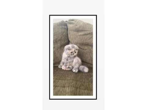 Bebek surat scottish fold kızımız için yuva