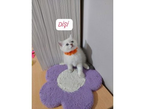 British shorthair prensesim hazır