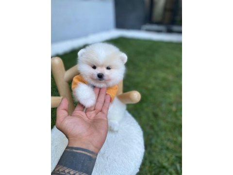 Tüy yumağı pomeranian bebeğimiz tako