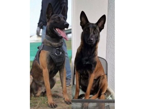 A kalite malinois yavrular