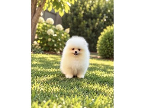 Teacup kar beyaz pomeranian boo miniğimiz