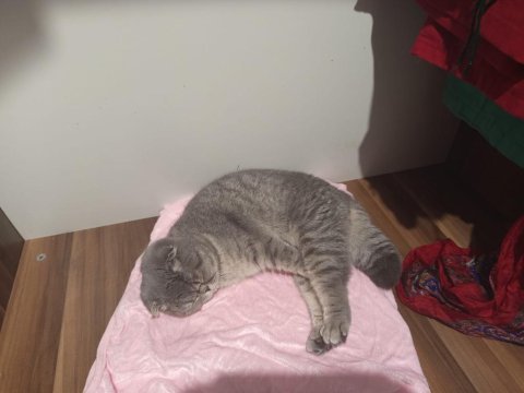 Çok tatlı uygun puana dişi scottish fold