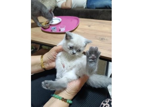 Minik scottish fold yavrularım
