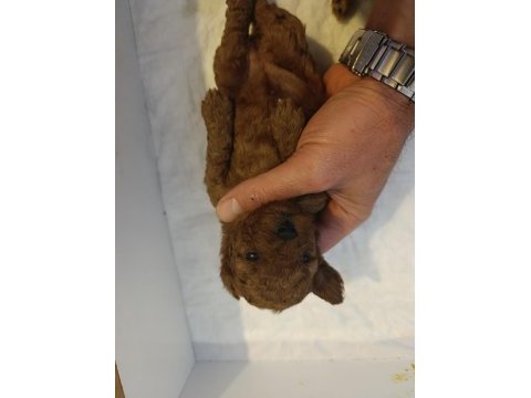 Toy poodle tea cup