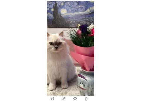Yetişkin dişi british shorthair kısır değildir