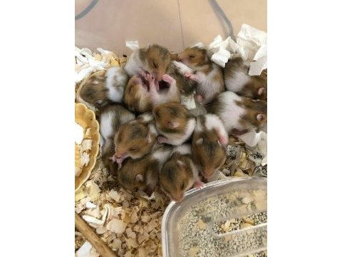 Aynı gün adrese teslim hamster yavru ve setleri