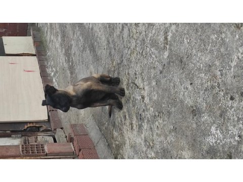 Yavru malinois köpekler