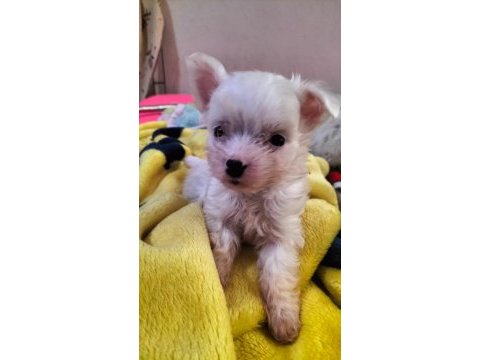Yeni yavru köpeklerimiz sahiplerini bekliyorlar