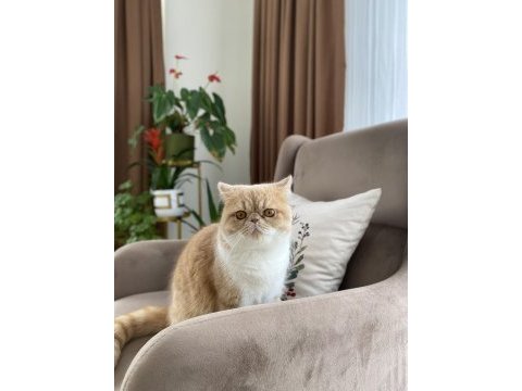 13 aylık exotic shorthair fındık