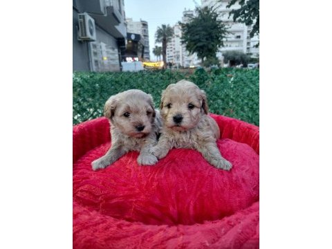 Tea cup maltipoo yavrularımız
