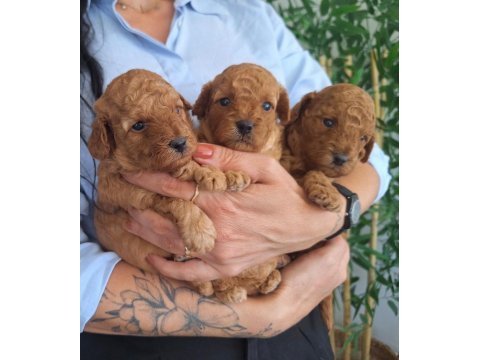 Birbirinden güzel toy poodle bebeklerimiz