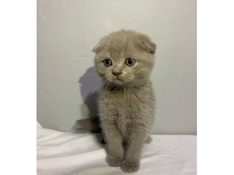 Lilac rengi yavru scottish fold