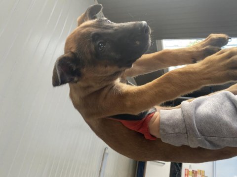 Safkan erkek belçika kurdu malinois