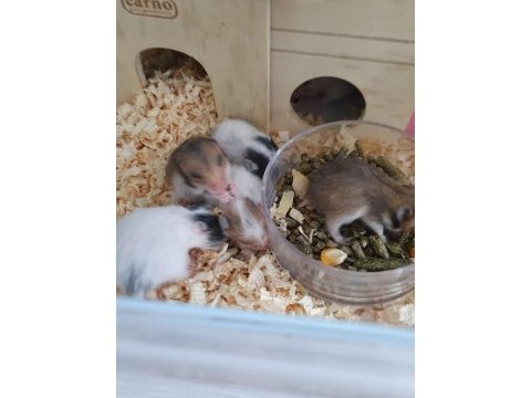Sevimli hamsterlarımıza yuva arıyoruz