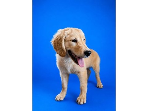 Irk ve sağlık garanti orjinal golden retriever