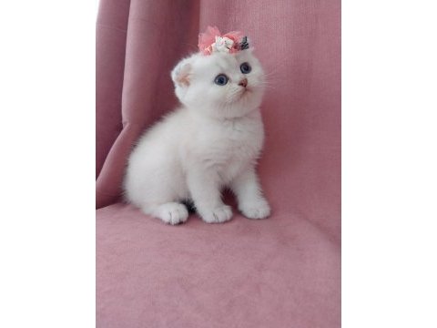 Teslime hazır dişi british shorthair yavrumuz