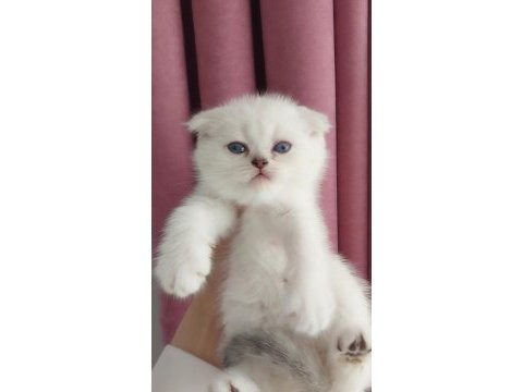 Teslime hazır erkek british shorthair yavrularımız