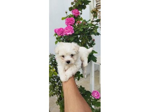 Mini boy büyümeyen yavru köpekler