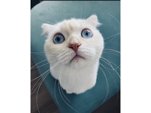 Ücretsiz sahiplendirme scottish fold kedimiz
