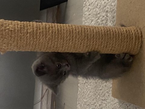 3 erkek british shorthair 13 mart doğumlu