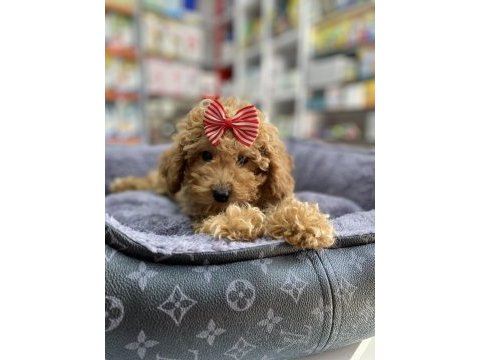 Mini -teacup poodle